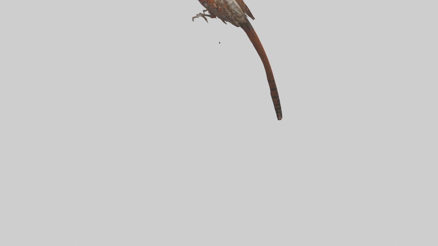 Daimyos Pheasant perched model VR / AR / low-poly