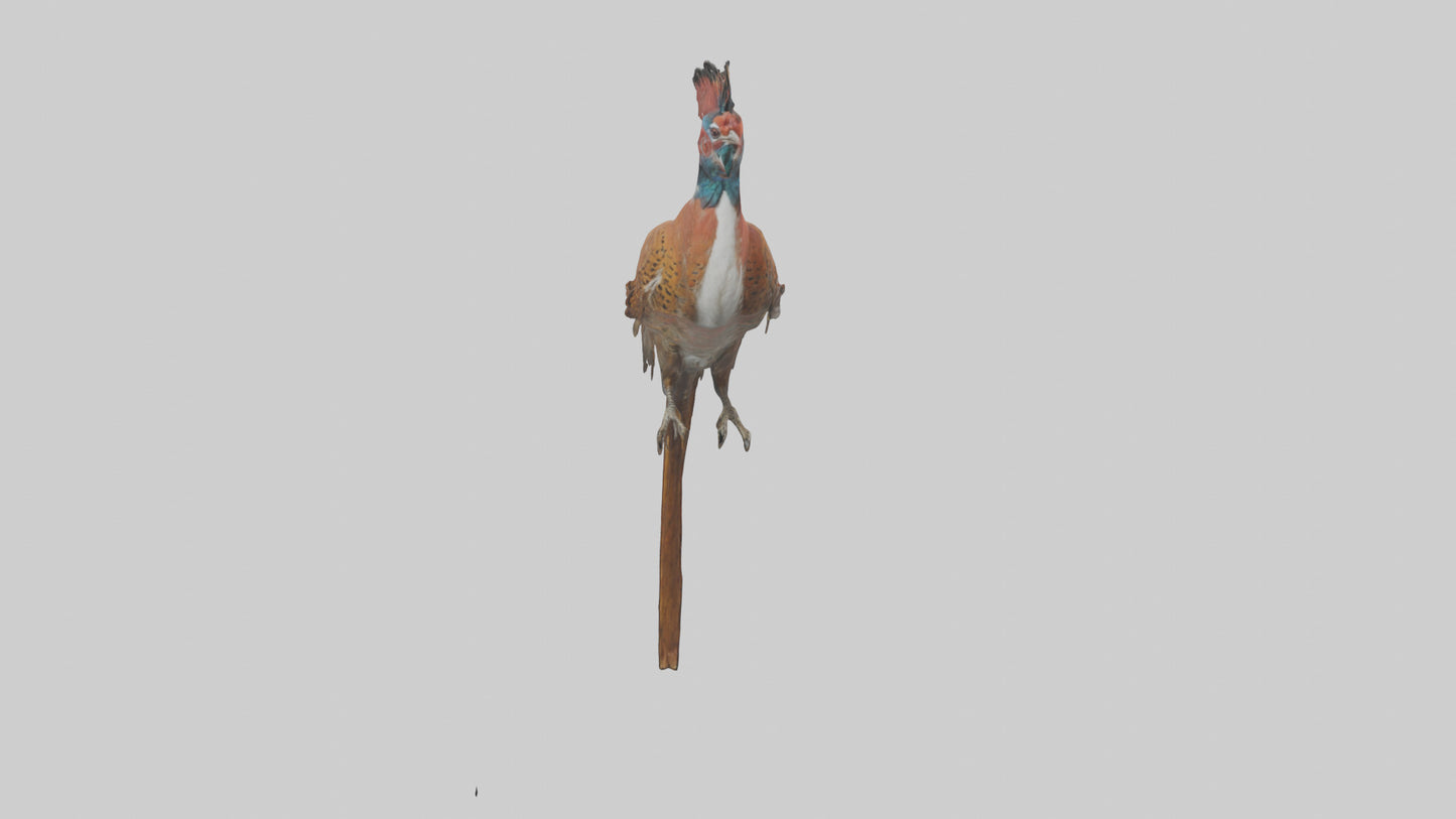 Daimyos Pheasant perched model VR / AR / low-poly