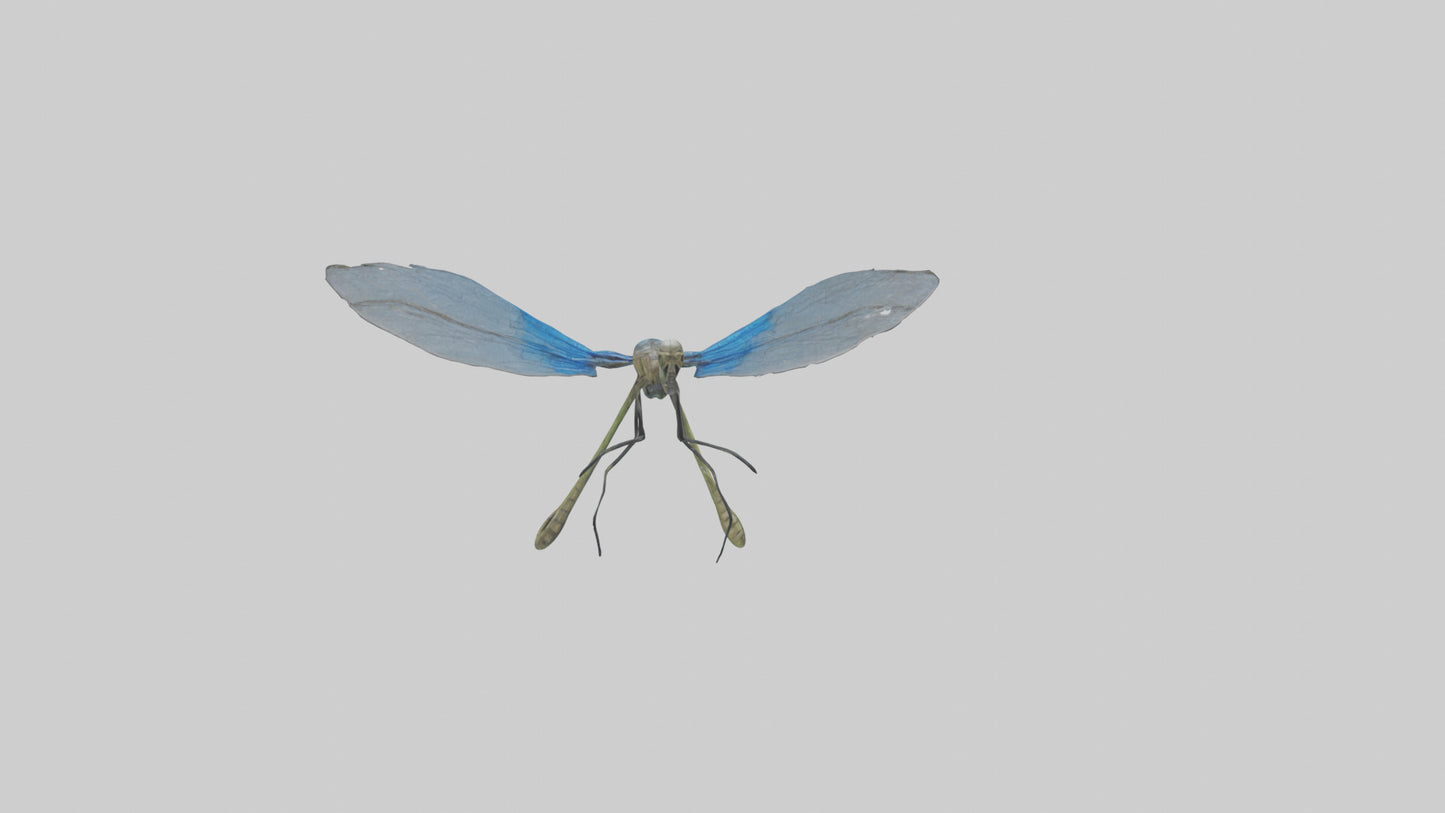 Damselfly landing model VR / AR / low-poly