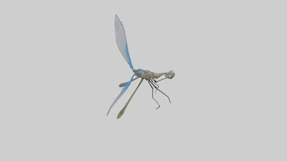 Damselfly landing model VR / AR / low-poly