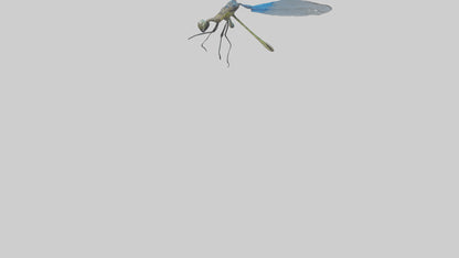 Damselfly landing model VR / AR / low-poly