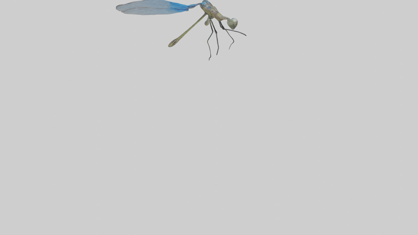 Damselfly landing model VR / AR / low-poly