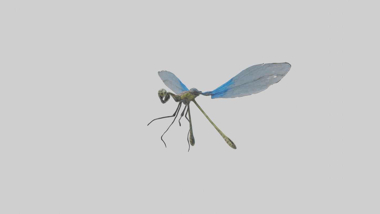 Damselfly landing model VR / AR / low-poly
