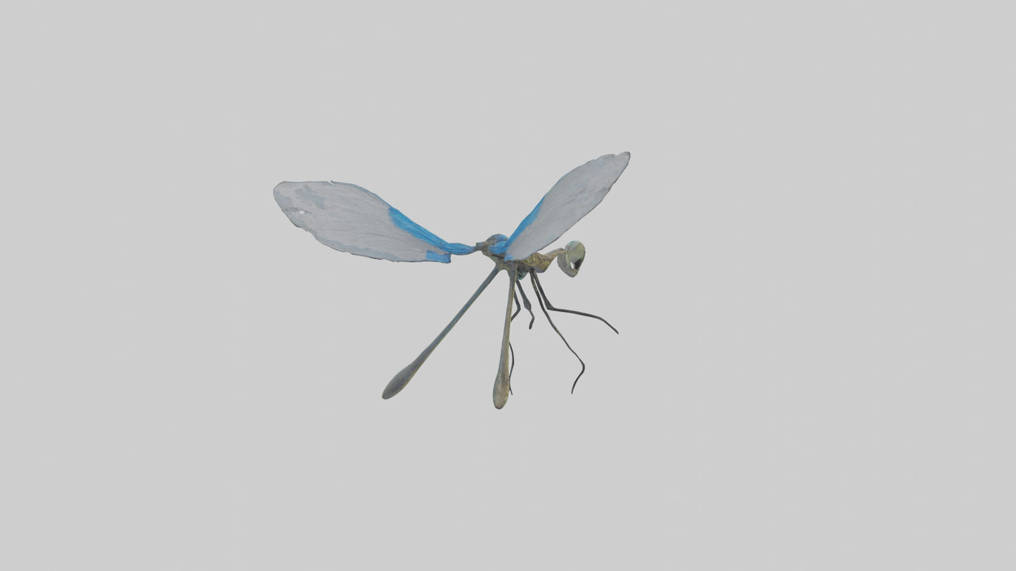 Damselfly landing model VR / AR / low-poly