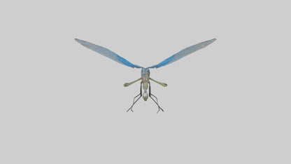 Damselfly landing model VR / AR / low-poly