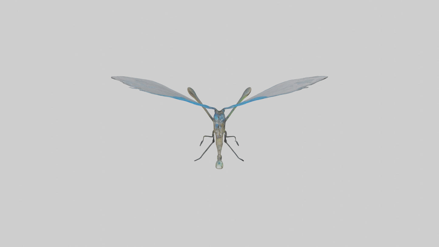 Damselfly landing model VR / AR / low-poly