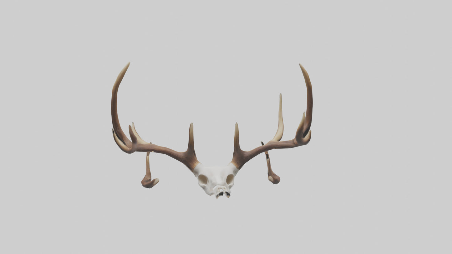 Deer Antlers Model VR / AR / low-poly