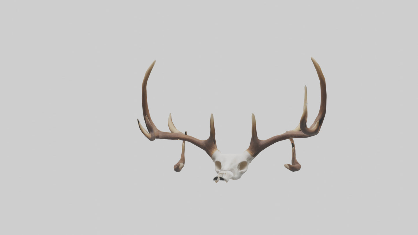 Deer Antlers Model VR / AR / low-poly