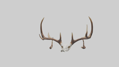 Deer Antlers Model VR / AR / low-poly