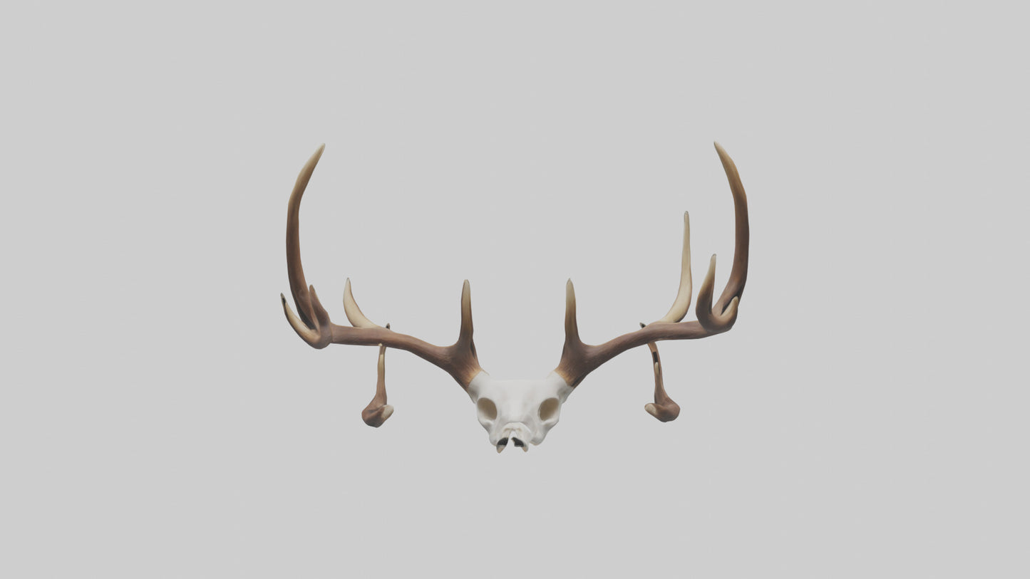 Deer Antlers Model VR / AR / low-poly