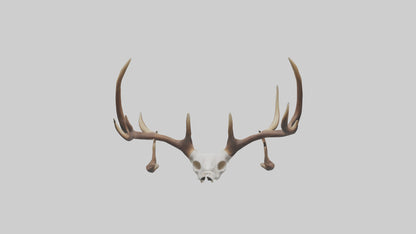 Deer Antlers Model VR / AR / low-poly