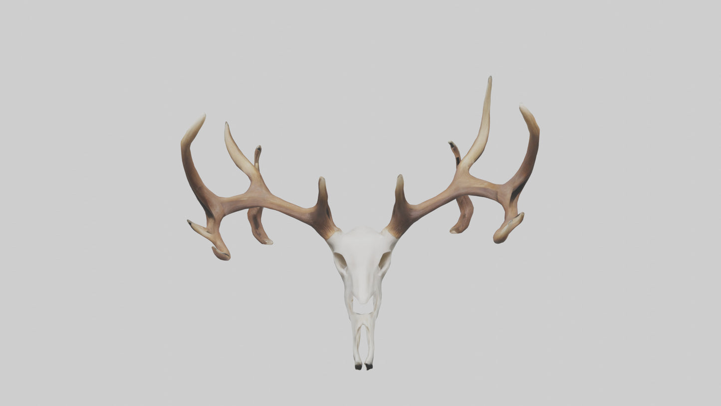 Deer Antlers Model VR / AR / low-poly