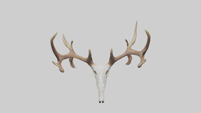 Deer Antlers Model VR / AR / low-poly