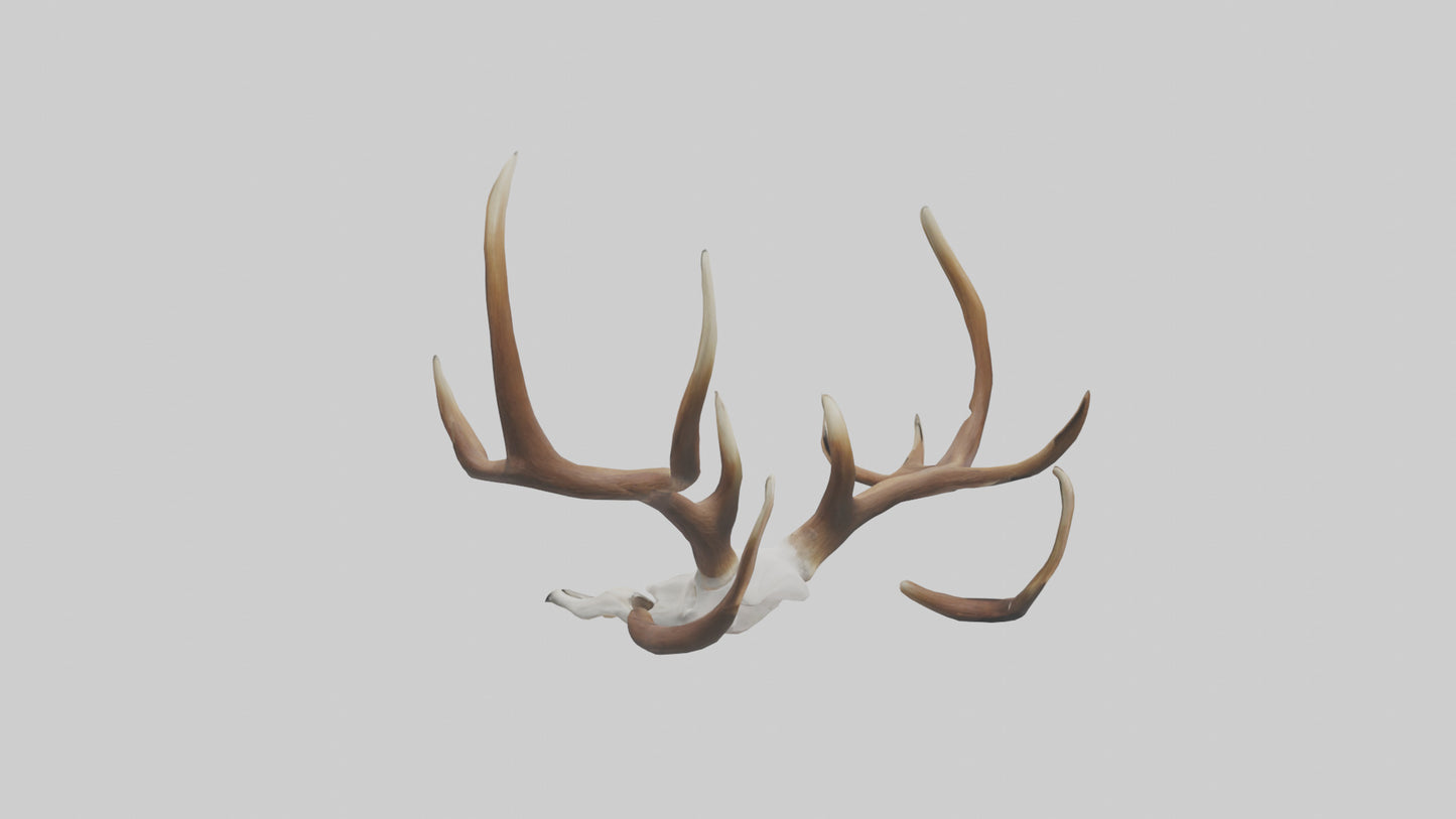 Deer Antlers Model VR / AR / low-poly