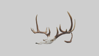 Deer Antlers Model VR / AR / low-poly