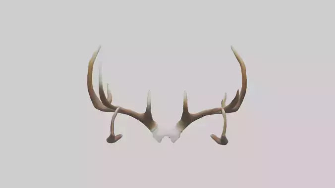 Deer Antlers Model VR / AR / low-poly