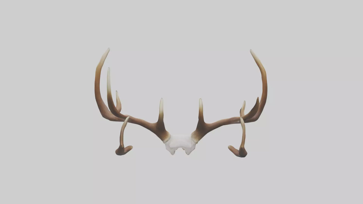 Deer Antlers Model VR / AR / low-poly