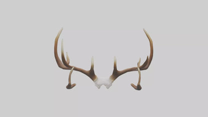 Deer Antlers Model VR / AR / low-poly