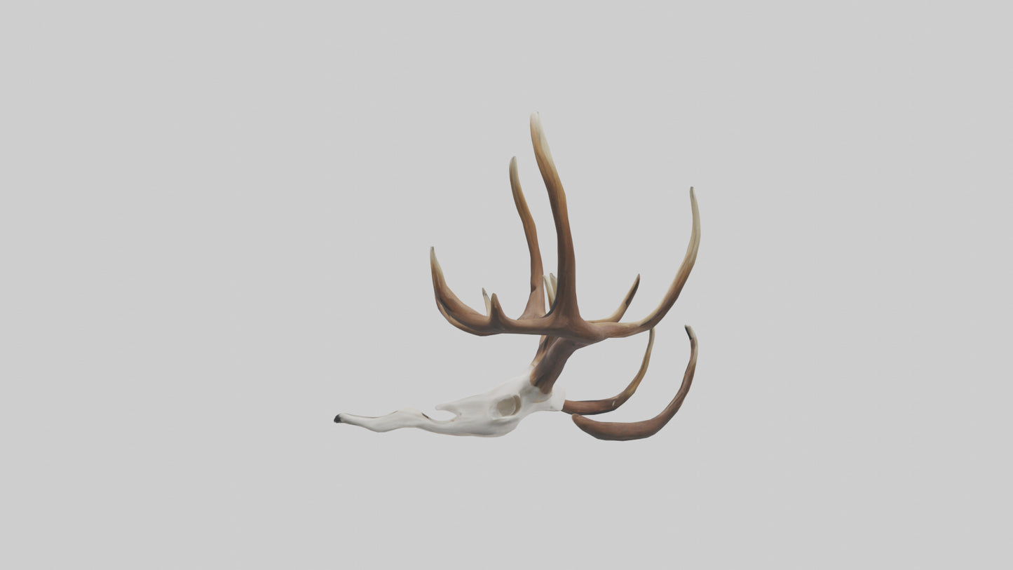 Deer Antlers Model VR / AR / low-poly