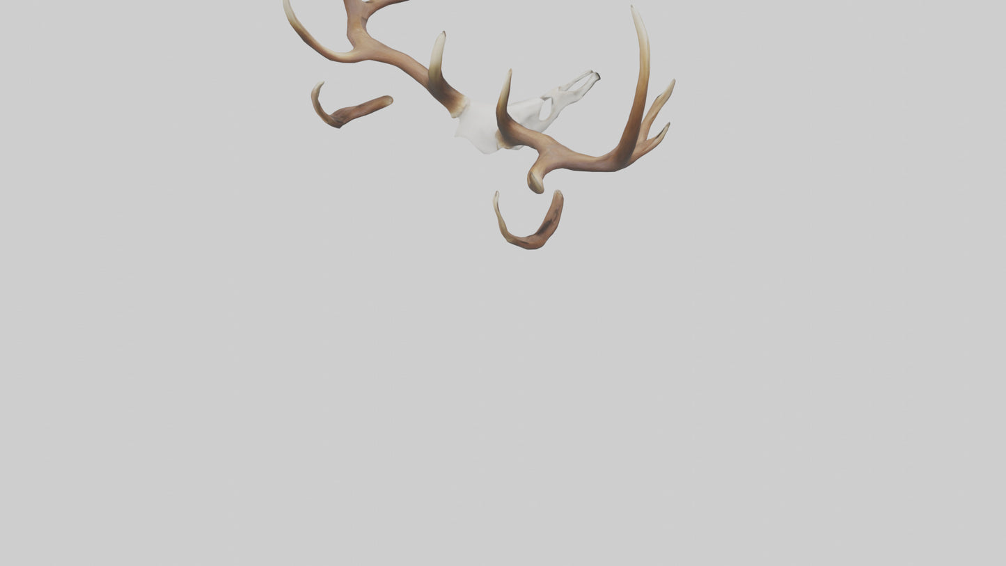Deer Antlers Model VR / AR / low-poly