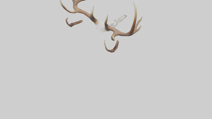 Deer Antlers Model VR / AR / low-poly