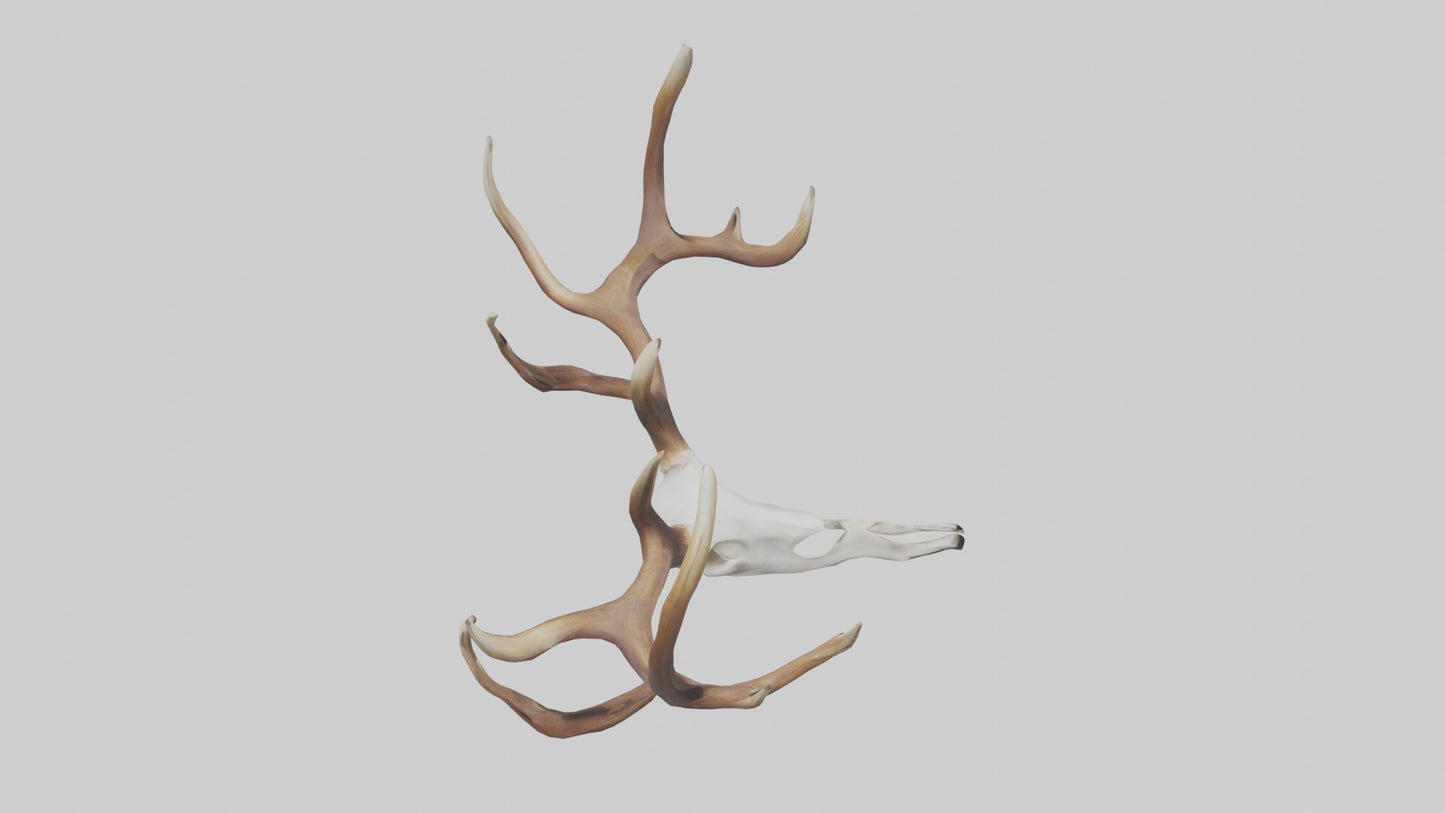 Deer Antlers Model VR / AR / low-poly