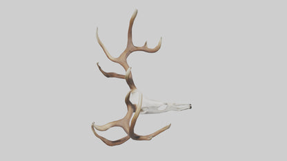 Deer Antlers Model VR / AR / low-poly