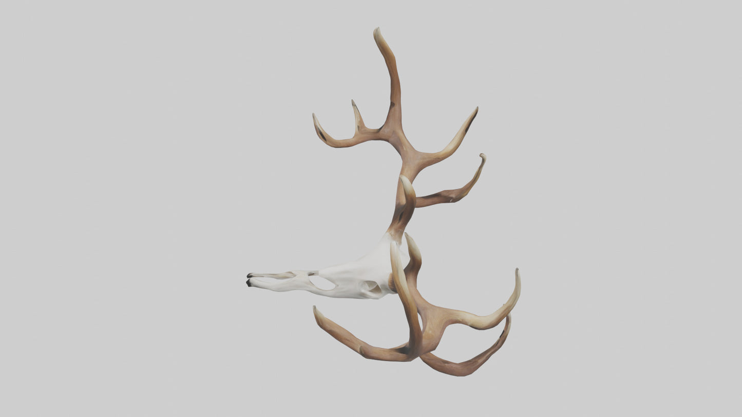 Deer Antlers Model VR / AR / low-poly