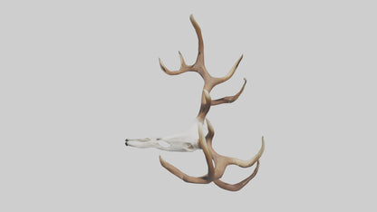 Deer Antlers Model VR / AR / low-poly