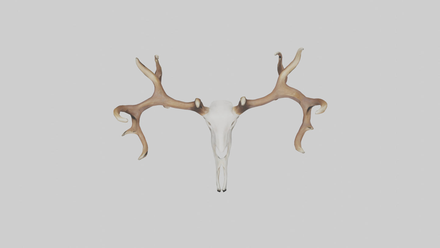 Deer Antlers Model VR / AR / low-poly