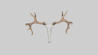 Deer Antlers Model VR / AR / low-poly