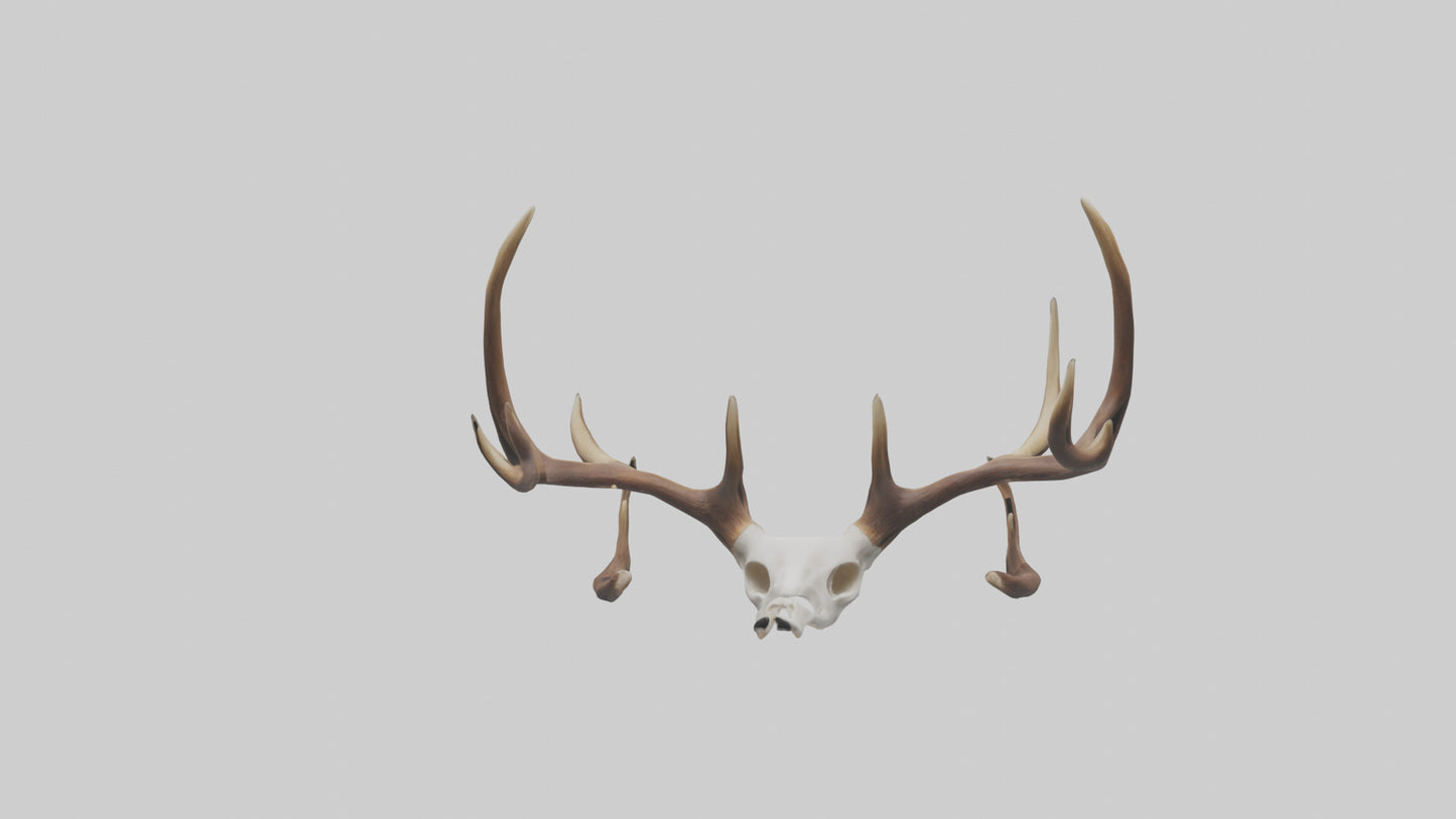 Deer Antlers Model VR / AR / low-poly
