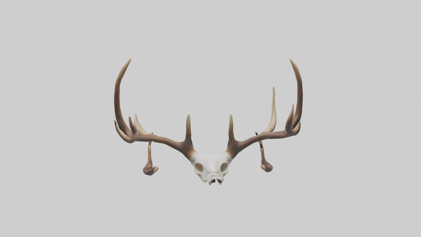 Deer Antlers Model VR / AR / low-poly