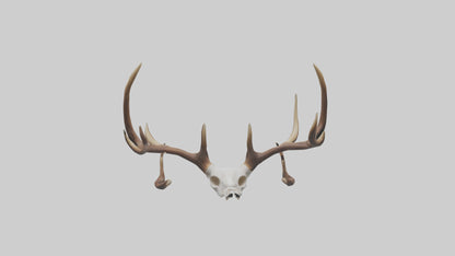 Deer Antlers Model VR / AR / low-poly