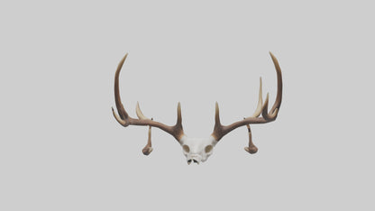 Deer Antlers Model VR / AR / low-poly