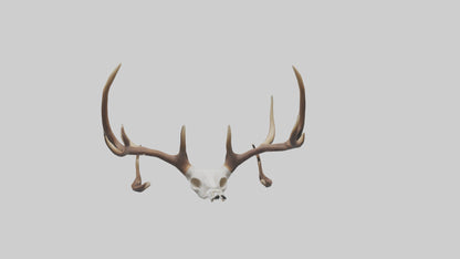 Deer Antlers Model VR / AR / low-poly