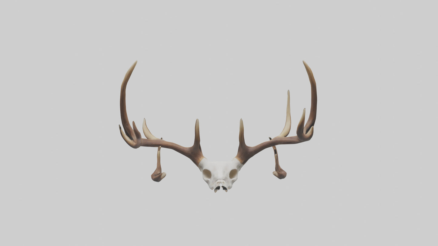 Deer Antlers Model VR / AR / low-poly