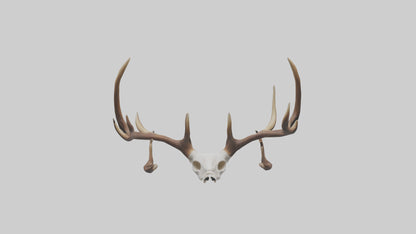 Deer Antlers Model VR / AR / low-poly