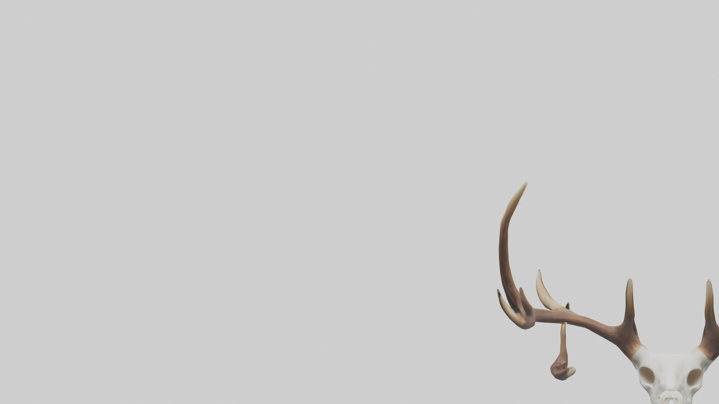 Deer Antlers Model VR / AR / low-poly