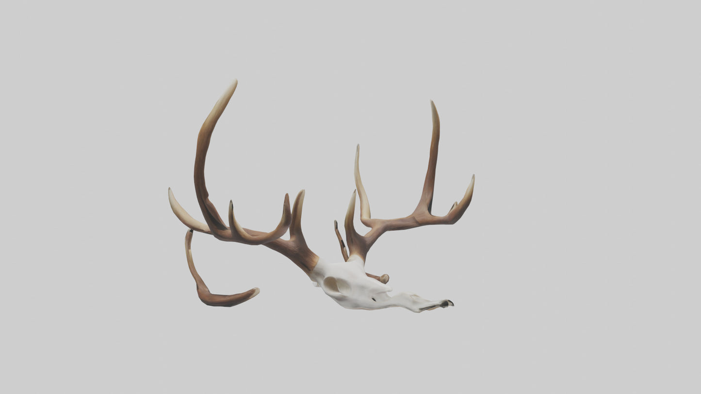 Deer Antlers Model VR / AR / low-poly