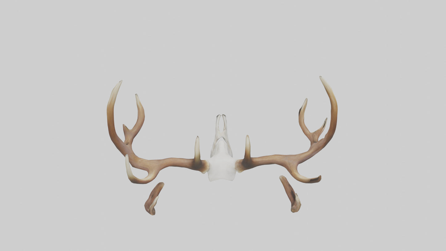 Deer Antlers Model VR / AR / low-poly