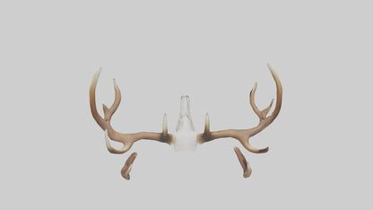 Deer Antlers Model VR / AR / low-poly