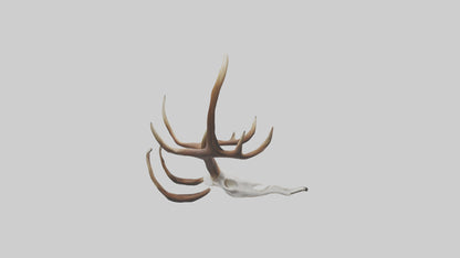 Deer Antlers Model VR / AR / low-poly