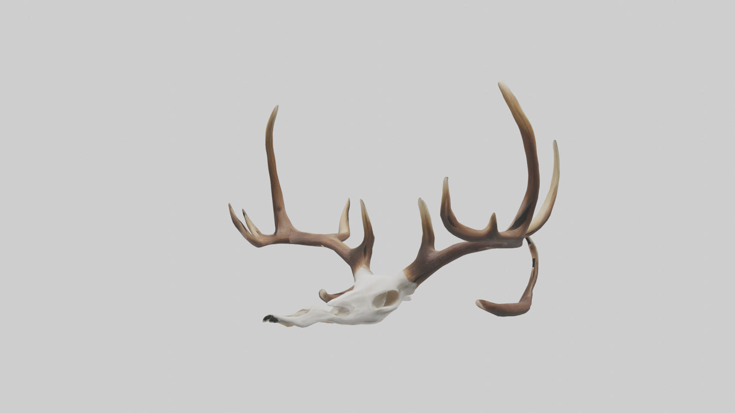 Deer Antlers Model VR / AR / low-poly