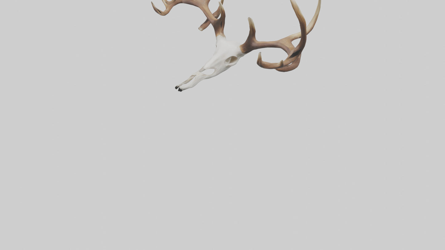 Deer Antlers Model VR / AR / low-poly