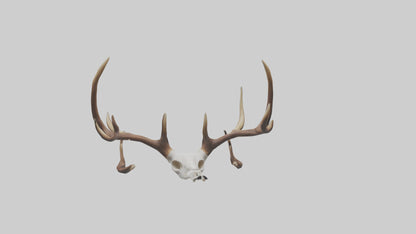 Deer Antlers Model VR / AR / low-poly