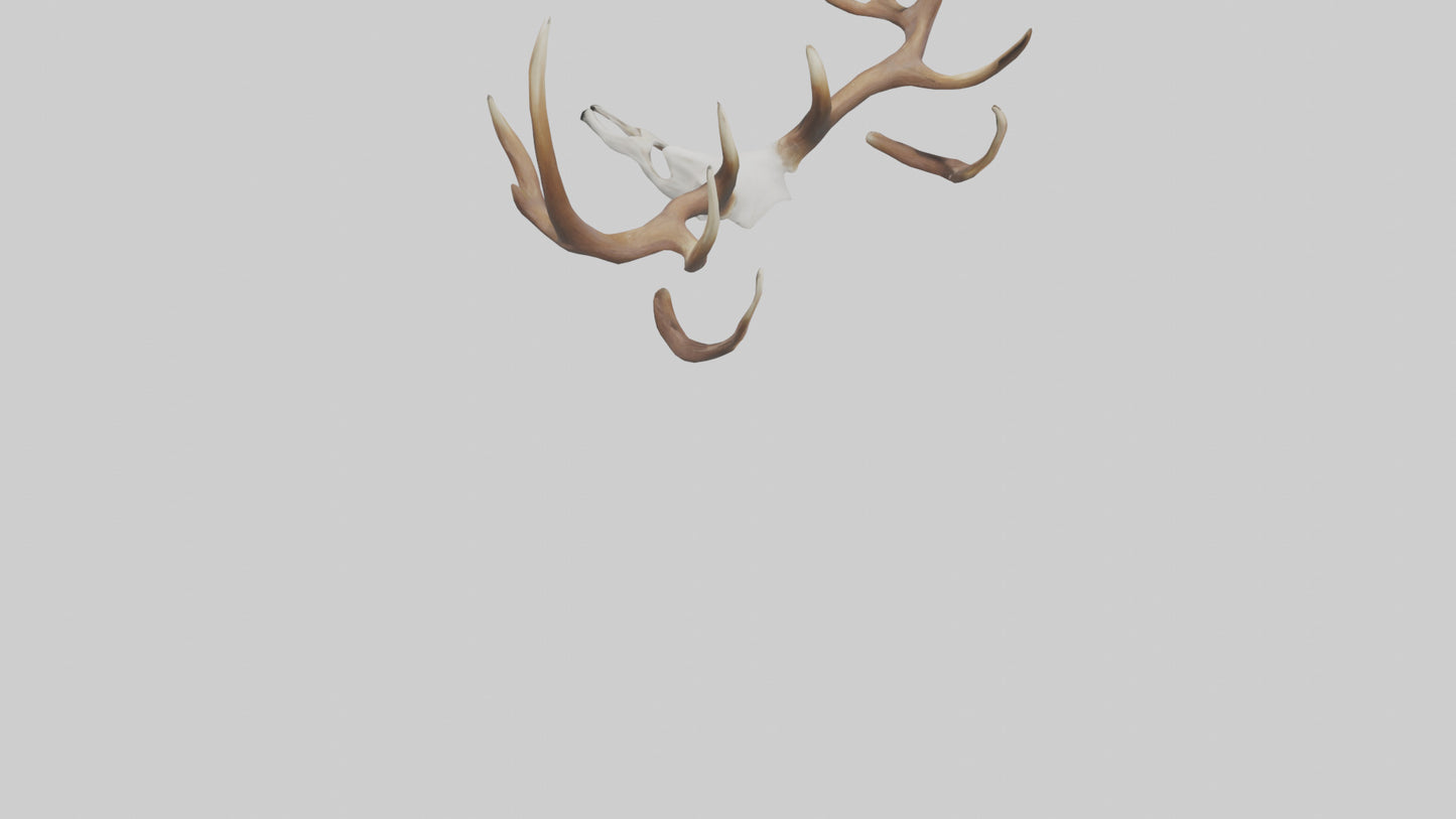 Deer Antlers Model VR / AR / low-poly