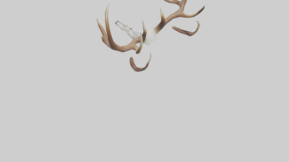 Deer Antlers Model VR / AR / low-poly