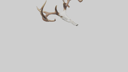Deer Antlers Model VR / AR / low-poly