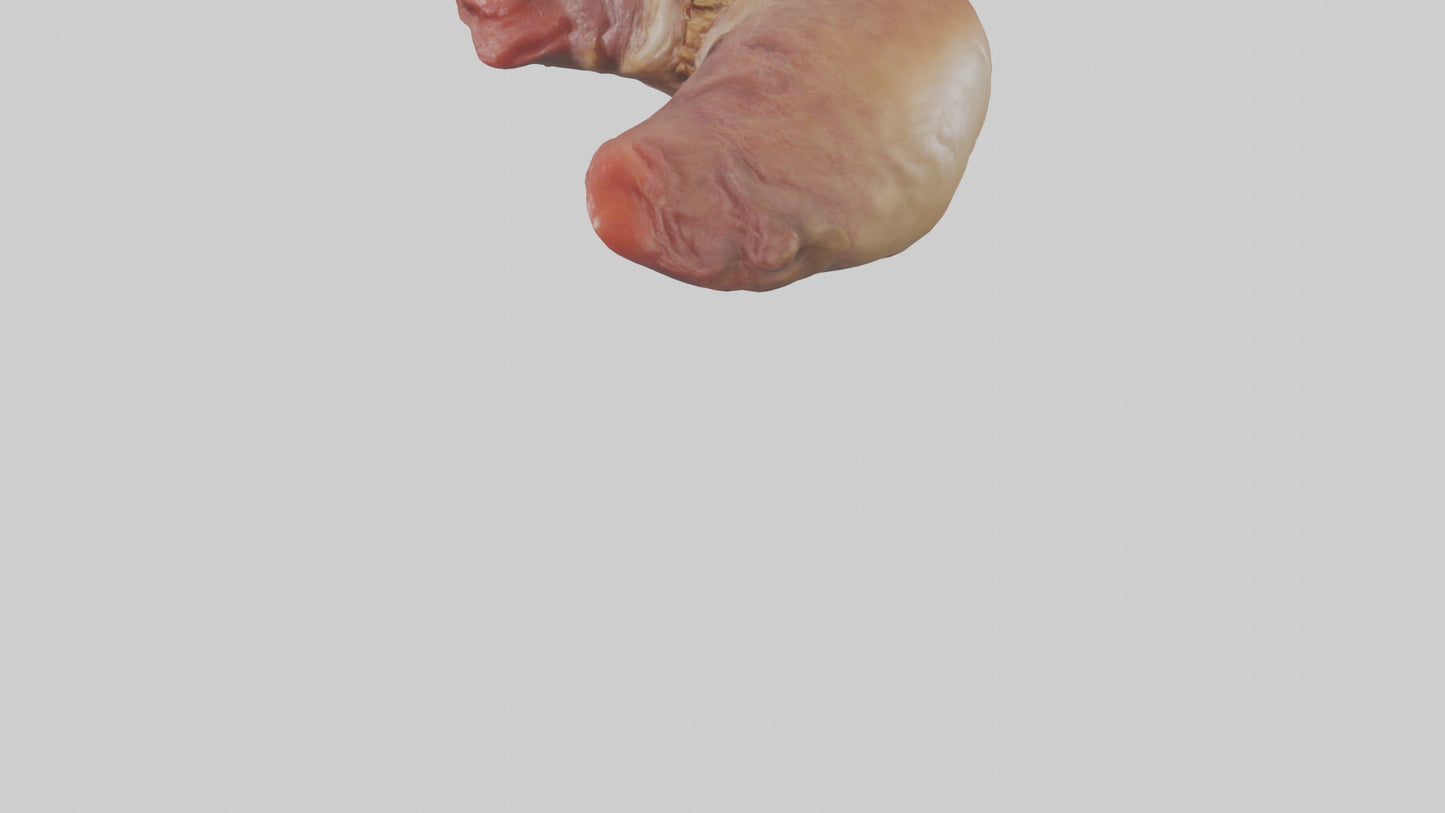 3D model Deer Stomach VR / AR / low-poly